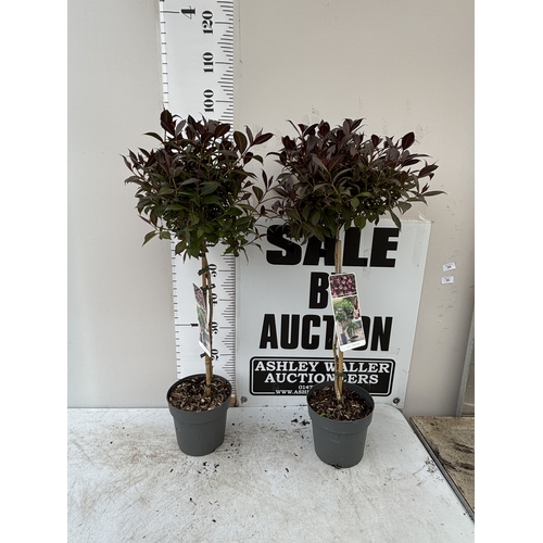 Lot 54        