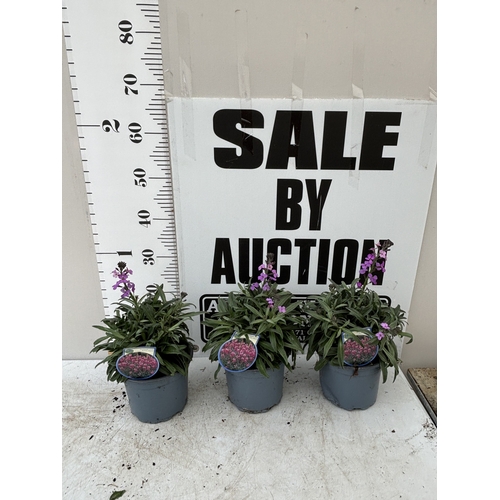 Lot 55        