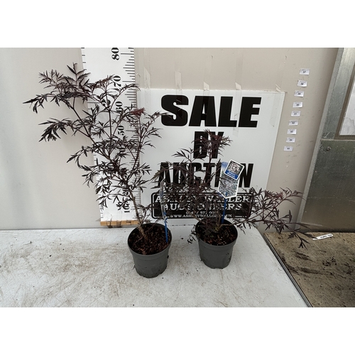 Lot 57        