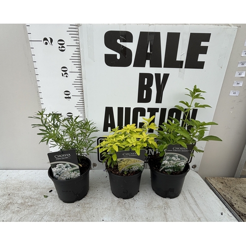 Lot 59        