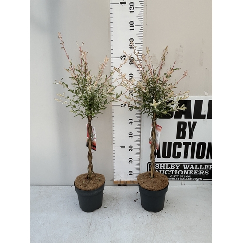Lot 6         