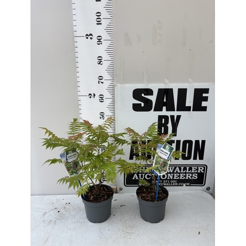 Lot 7         