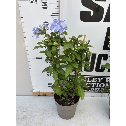 17 - TWO BLUE PLUMBAGO PLANTS ON A TRELLIS, PATIO READY. IN 2 LTR POTS APPROX 50-60CM TALL, TO BE SOLD FO... 
