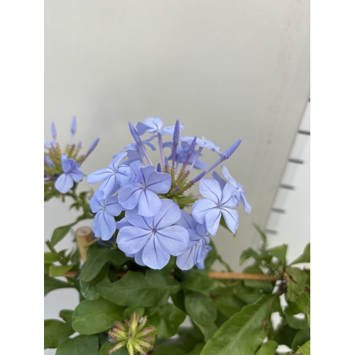 17 - TWO BLUE PLUMBAGO PLANTS ON A TRELLIS, PATIO READY. IN 2 LTR POTS APPROX 50-60CM TALL, TO BE SOLD FO... 