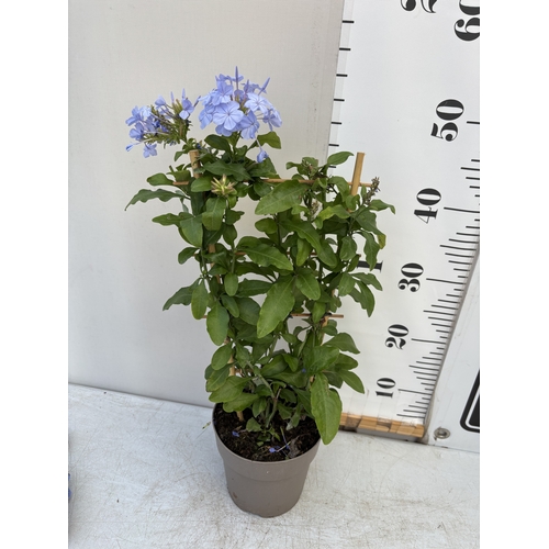 17 - TWO BLUE PLUMBAGO PLANTS ON A TRELLIS, PATIO READY. IN 2 LTR POTS APPROX 50-60CM TALL, TO BE SOLD FO... 