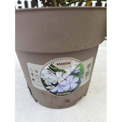 17 - TWO BLUE PLUMBAGO PLANTS ON A TRELLIS, PATIO READY. IN 2 LTR POTS APPROX 50-60CM TALL, TO BE SOLD FO... 