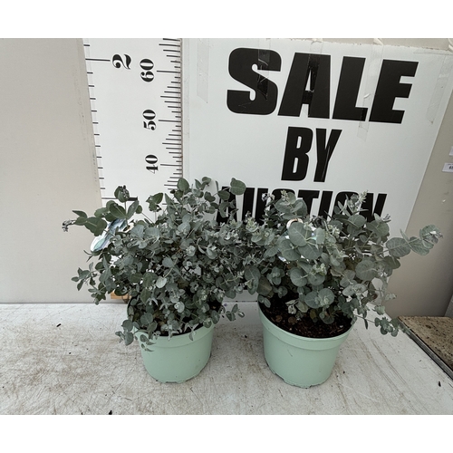 Lot 56        