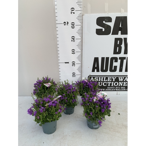 Lot 50        