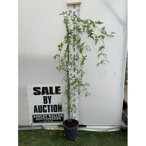 Lot 1         