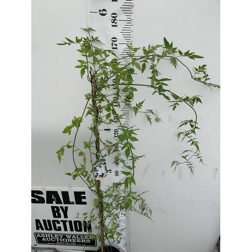 1 - ONE LARGE JASMINE OFFICINALE COMMON JASMINE IN A 5 LTR POT. FLOWERS HAVE A WONDERFUL SCENT. APPROX 1... 