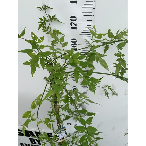 1 - ONE LARGE JASMINE OFFICINALE COMMON JASMINE IN A 5 LTR POT. FLOWERS HAVE A WONDERFUL SCENT. APPROX 1... 