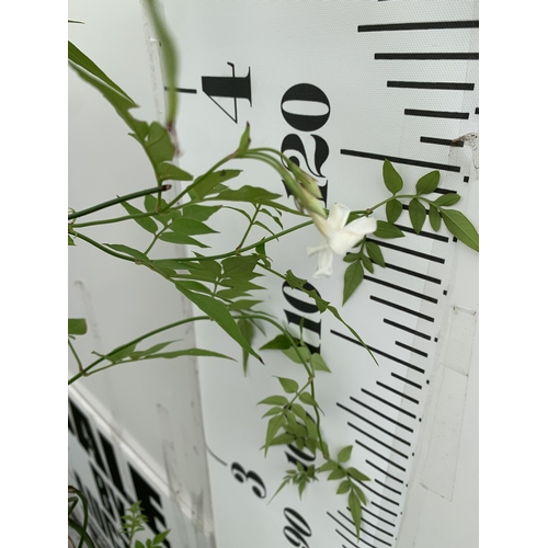 1 - ONE LARGE JASMINE OFFICINALE COMMON JASMINE IN A 5 LTR POT. FLOWERS HAVE A WONDERFUL SCENT. APPROX 1... 