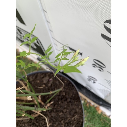 1 - ONE LARGE JASMINE OFFICINALE COMMON JASMINE IN A 5 LTR POT. FLOWERS HAVE A WONDERFUL SCENT. APPROX 1... 