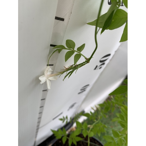 1 - ONE LARGE JASMINE OFFICINALE COMMON JASMINE IN A 5 LTR POT. FLOWERS HAVE A WONDERFUL SCENT. APPROX 1... 