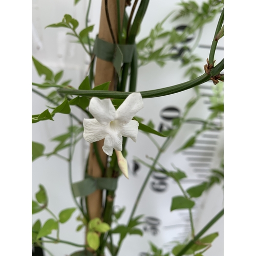 1 - ONE LARGE JASMINE OFFICINALE COMMON JASMINE IN A 5 LTR POT. FLOWERS HAVE A WONDERFUL SCENT. APPROX 1... 