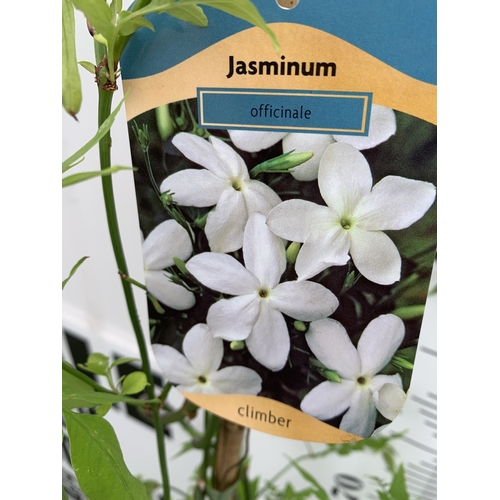 1 - ONE LARGE JASMINE OFFICINALE COMMON JASMINE IN A 5 LTR POT. FLOWERS HAVE A WONDERFUL SCENT. APPROX 1... 