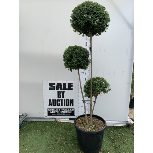 12 - A LIGUSTRUM JONANDRUM TRIOBA POM POM TREE APPROX 2 METRES TALL. IN A 35 LITRE POT. A HARDY EVERGREEN... 
