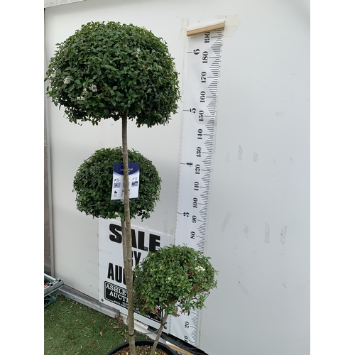 12 - A LIGUSTRUM JONANDRUM TRIOBA POM POM TREE APPROX 2 METRES TALL. IN A 35 LITRE POT. A HARDY EVERGREEN... 