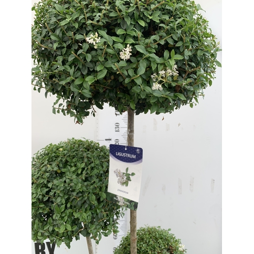 12 - A LIGUSTRUM JONANDRUM TRIOBA POM POM TREE APPROX 2 METRES TALL. IN A 35 LITRE POT. A HARDY EVERGREEN... 