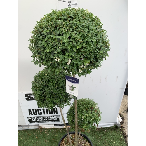 12 - A LIGUSTRUM JONANDRUM TRIOBA POM POM TREE APPROX 2 METRES TALL. IN A 35 LITRE POT. A HARDY EVERGREEN... 