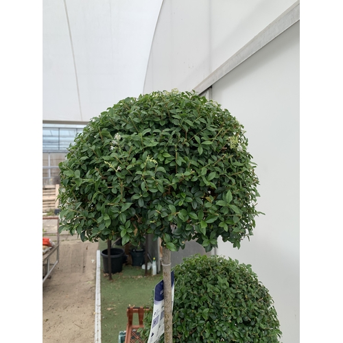 12 - A LIGUSTRUM JONANDRUM TRIOBA POM POM TREE APPROX 2 METRES TALL. IN A 35 LITRE POT. A HARDY EVERGREEN... 