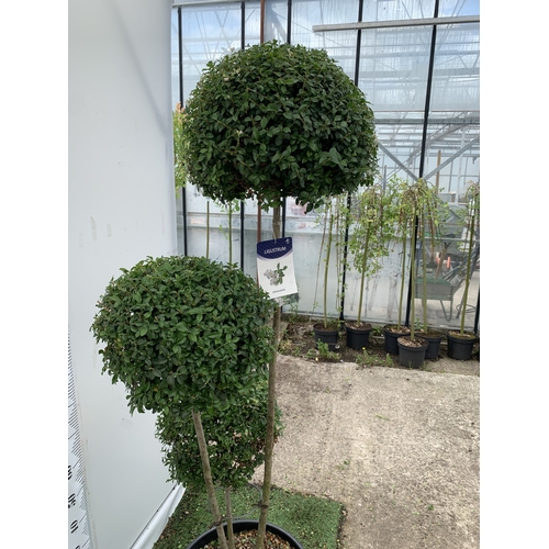 12 - A LIGUSTRUM JONANDRUM TRIOBA POM POM TREE APPROX 2 METRES TALL. IN A 35 LITRE POT. A HARDY EVERGREEN... 