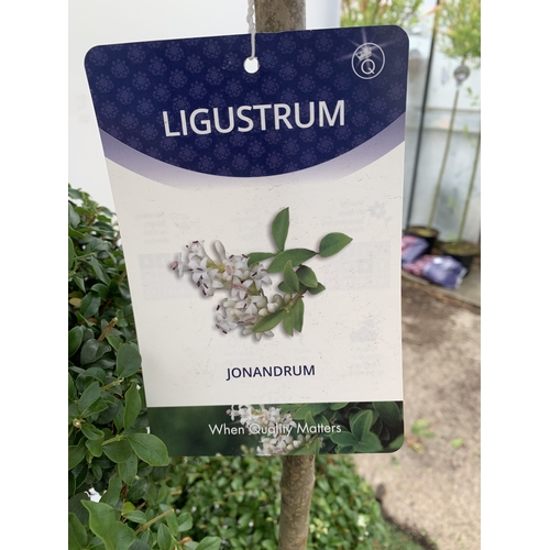 12 - A LIGUSTRUM JONANDRUM TRIOBA POM POM TREE APPROX 2 METRES TALL. IN A 35 LITRE POT. A HARDY EVERGREEN... 