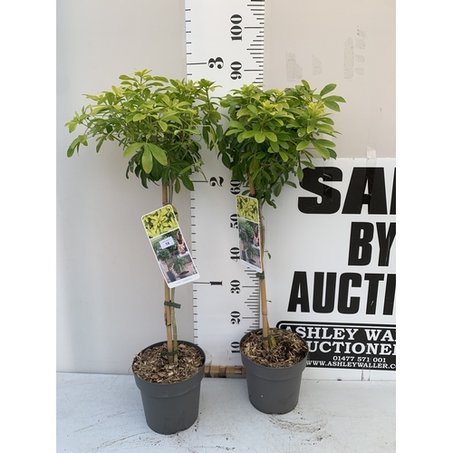 Lot 14        