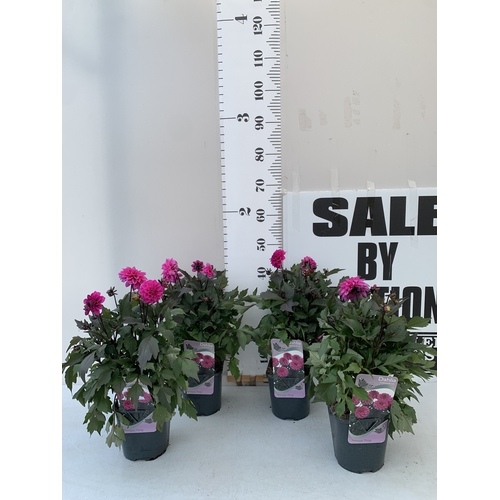 Lot 15        