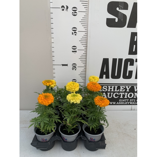 Lot 26        