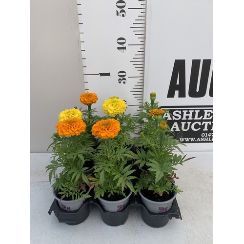 Lot 27        