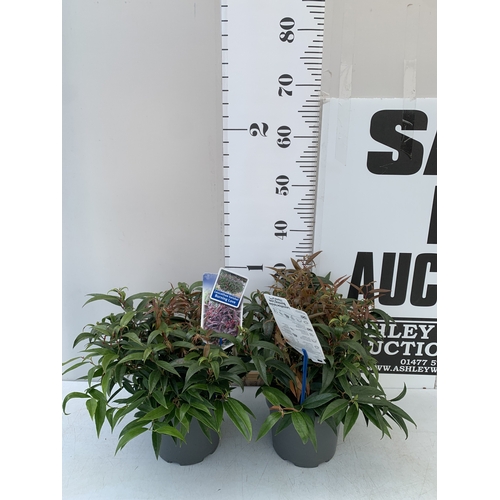 Lot 29        
