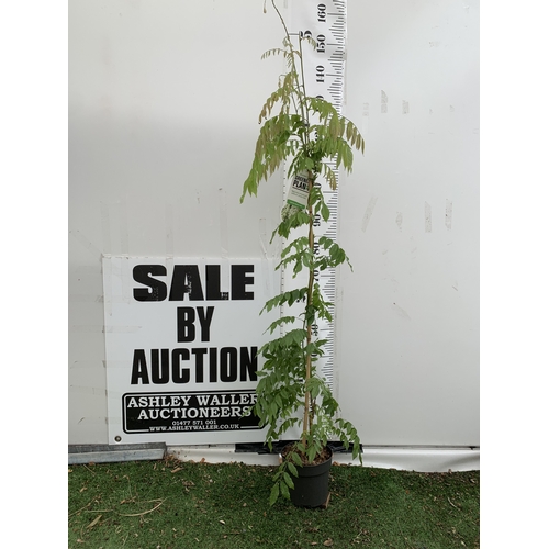 Lot 3         