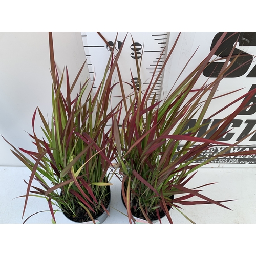 30 - TWO LARGE ORNAMENTAL GRASSES ELEGRASS IMPERTA CYLINDRICA RED BARON IN 3 LITRE POTS TO BE SOLD FOR TH... 