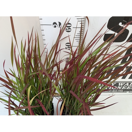 30 - TWO LARGE ORNAMENTAL GRASSES ELEGRASS IMPERTA CYLINDRICA RED BARON IN 3 LITRE POTS TO BE SOLD FOR TH... 
