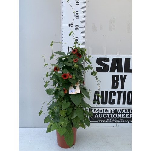 Lot 31        