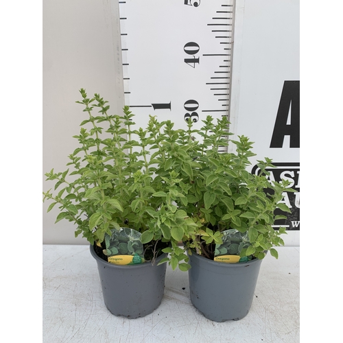 Lot 35        