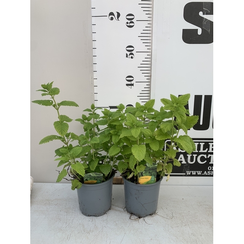 Lot 36        
