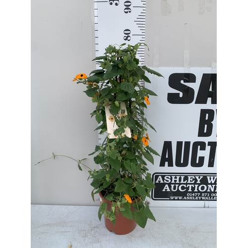 Lot 39        