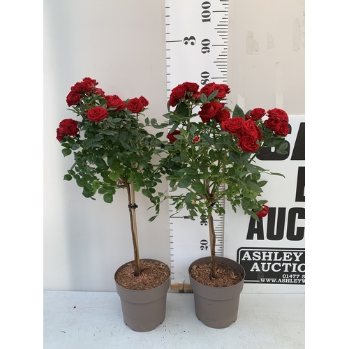 Lot 48        