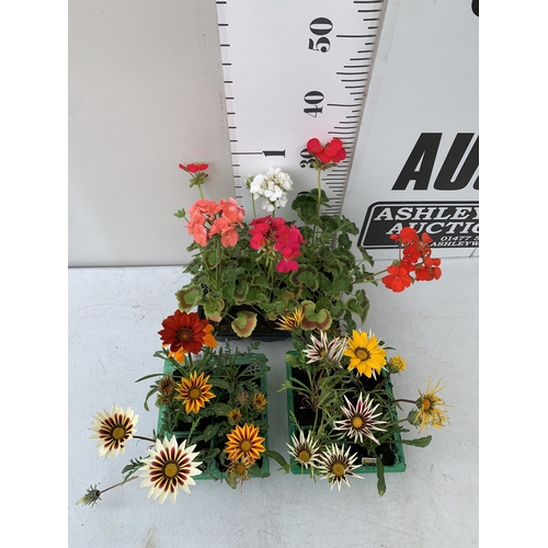 53 - A MIXED LOT OF THREE TRAYS OF BEDDING PLANTS. EIGHTEEN PLANTS- TWELVE MIXED GAZANIAS AND SIX MIXED G... 