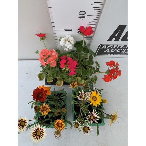 53 - A MIXED LOT OF THREE TRAYS OF BEDDING PLANTS. EIGHTEEN PLANTS- TWELVE MIXED GAZANIAS AND SIX MIXED G... 