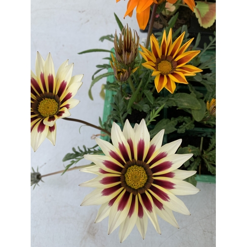 53 - A MIXED LOT OF THREE TRAYS OF BEDDING PLANTS. EIGHTEEN PLANTS- TWELVE MIXED GAZANIAS AND SIX MIXED G... 