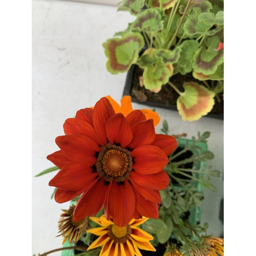 53 - A MIXED LOT OF THREE TRAYS OF BEDDING PLANTS. EIGHTEEN PLANTS- TWELVE MIXED GAZANIAS AND SIX MIXED G... 