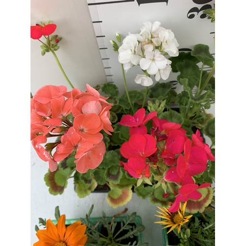 53 - A MIXED LOT OF THREE TRAYS OF BEDDING PLANTS. EIGHTEEN PLANTS- TWELVE MIXED GAZANIAS AND SIX MIXED G... 