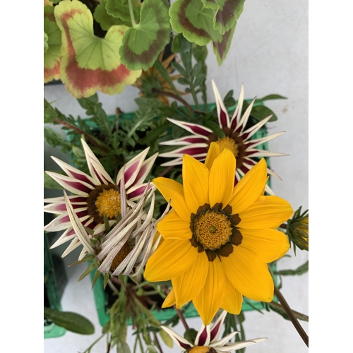 53 - A MIXED LOT OF THREE TRAYS OF BEDDING PLANTS. EIGHTEEN PLANTS- TWELVE MIXED GAZANIAS AND SIX MIXED G... 