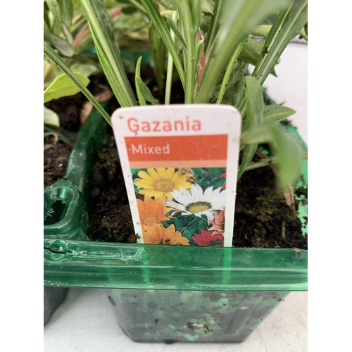 53 - A MIXED LOT OF THREE TRAYS OF BEDDING PLANTS. EIGHTEEN PLANTS- TWELVE MIXED GAZANIAS AND SIX MIXED G... 