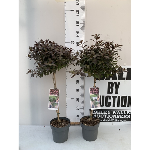 Lot 54        
