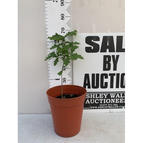 Lot 55        