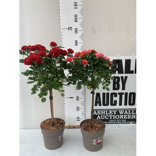 Lot 57        